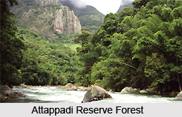 Attappadi Reserve Forest, Palakkad District, Kerala