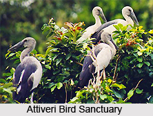 Attiveri Bird Sanctuary, Karnataka