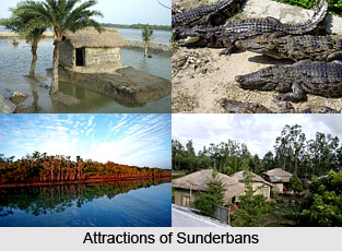 Sunderbans, West Bengal