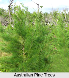 Australian pine, Medicinal Plant