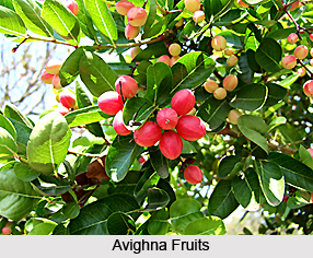 Avighna, Indian Medicinal Plant