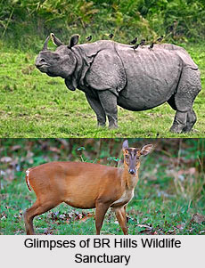 B R Hills Sanctuary,Wildlife,Karnataka