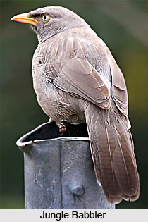 Babblers, Indian Birds
