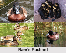 Baer`s Pochard, Indian Bird