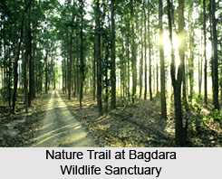 Bagdara Wildlife Sanctuary, Sidhi District, Madhya Pradesh