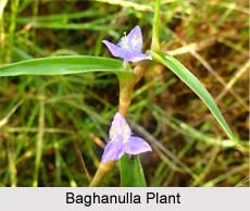 Baghanulla, Indian Medicinal Plant