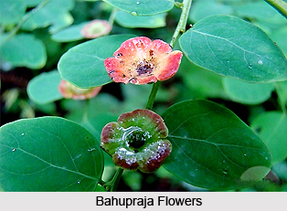Bahupraja, Indian Medicinal Plant