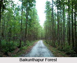 Baikunthapur, Dooars, West Bengal