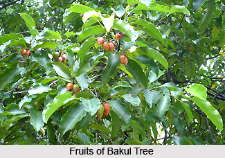 Bakul, Indian Medicinal Plant