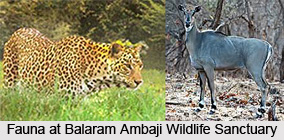 Balaram Ambaji Wildlife Sanctuary, Banaskantha District, Gujarat