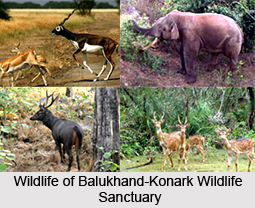 Balukhand-Konark Wildlife Sanctuary, Odisha