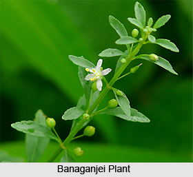 Banaganjei, Indian Medicinal Plant
