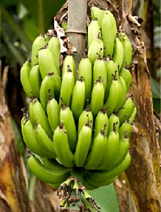 banana producing, Jalgaon, Maharashtra