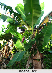 Forest vegetation in East India
