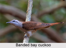 Banded Bay Cuckoo, Indian Bird