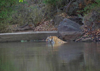 Bandhavgarh Tiger Reserve