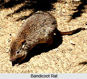 Bandicoot Rat