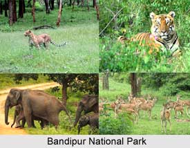 Bandipur National Park ,Karnataka