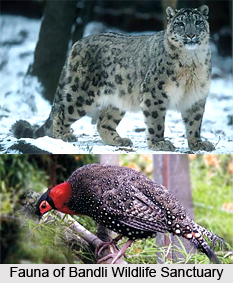 Bandli Wildlife Sanctuary, Himachal Pradesh
