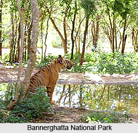 Bannerghatta National Park , Karnataka
