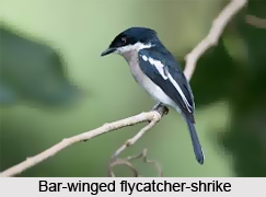 Bar-Winged Flycatcher-Shrike, Indian Bird