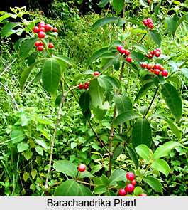 Barachandrika, Indian Medicinal Plant