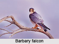 Barbary Falcon, Indian Bird
