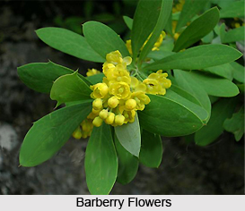 Barberry, Indian Herb