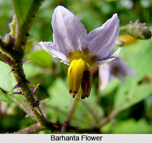 Barhanta, Indian Medicinal Plant