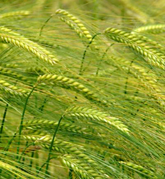 Barley Crops