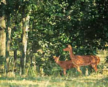 Barnawapara Sanctuary