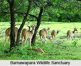Barnawapara Wildlife Sanctuary, Chhattisgarh