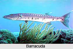 Barracuda, Indian Marine Species