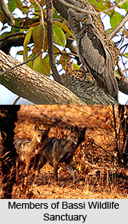 Bassi Wildlife Sanctuary, Chittorgarh District, Rajasthan
