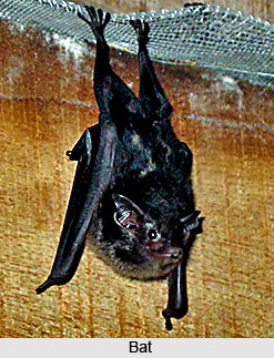 Bats, Indian Flying Mammal