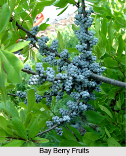 Bay Berry, Indian Herb