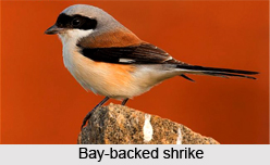 Bay-Backed Shrike, Indian Bird