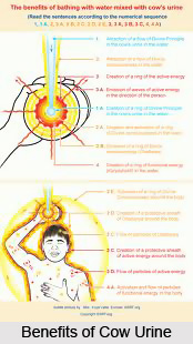 Benefits of Cow Urine