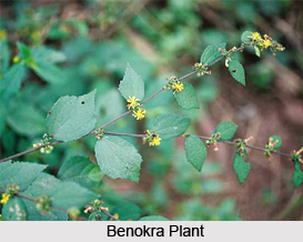 Benokra, Indian Medicinal Plant