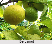 Bergamot Oil