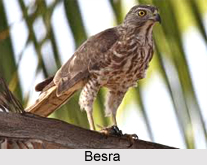 Besra, Indian Bird