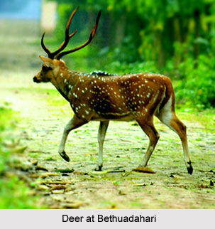 Bethuadahari Wildlife Sanctuary, West Bengal