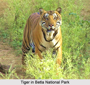Betla National Park, Jharkhand