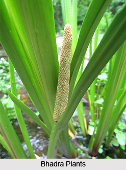 Bhadra, Indian Medicinal Plants