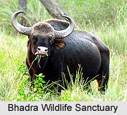 Bhadra Wildlife Sanctuary, Karnataka