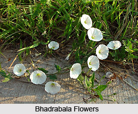 Bhadrabala, Indian Medicinal Plant