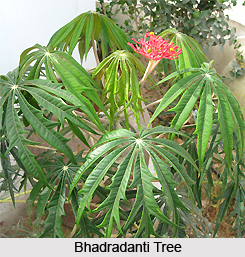 Bhadradanti, Indian Medicinal Plant