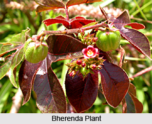 Bherenda, Indian Medicinal Plants