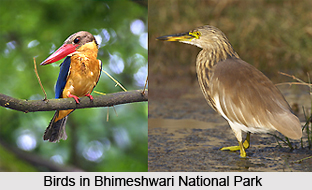 Bhimeshwari National Park, Karnataka