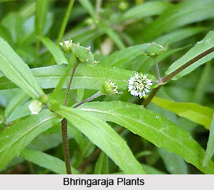 Bhringaraja, Indian Medicinal plant